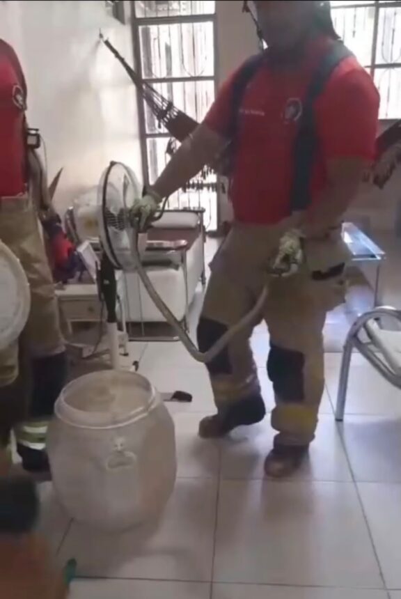 Cobra caninana invade casa e é capturada pelos bombeiros em Boa Vista; veja vídeo