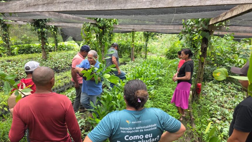 Projeto do Sebrae fortalece fruticultura e aumenta renda de produtores rurais em Roraima