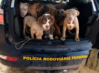 Sete cães são resgatados em condições degradantes dentro de veículo e motorista é preso na BR-174, em Boa Vista