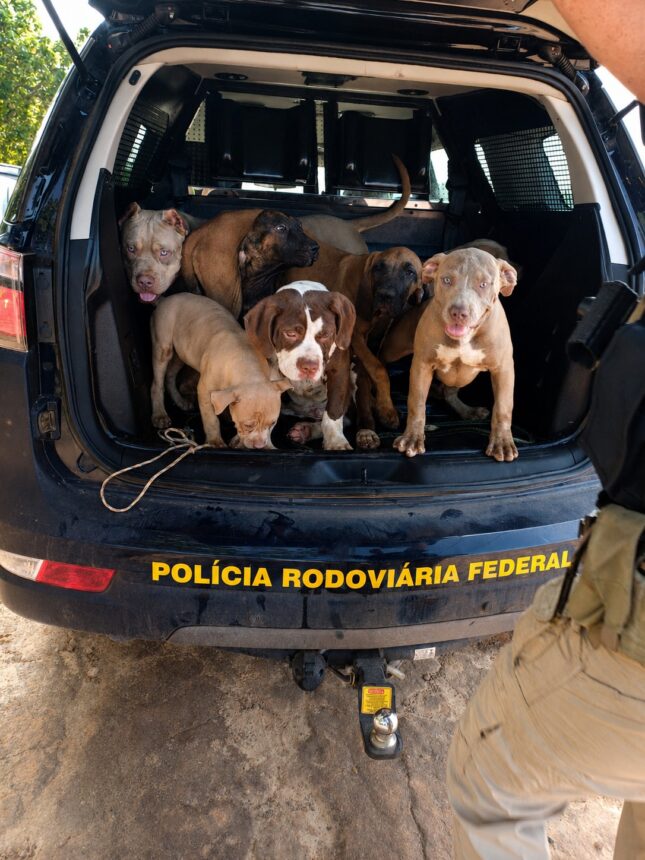 Sete cães são resgatados em condições degradantes dentro de veículo e motorista é preso na BR-174, em Boa Vista