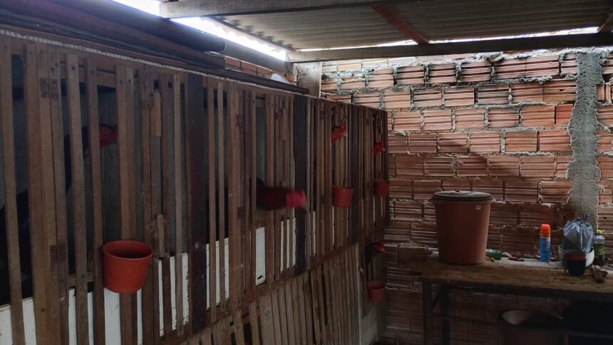 Polícia Civil apreende objetos usados em suposta rinha de galos em Boa Vista